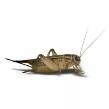 bait crickets for sale