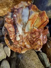 Opalized Petrified Wood Raw Display WA State Rainbow Spectacular! Over 2 LBS