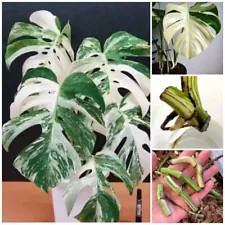 Albo Monstera 10 Rooted Nodes Pinnatum Fresh Cutting Epipremnum Variegated Plant