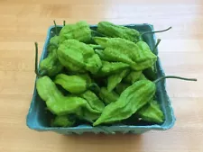 12 FRESH PICKED Green Unripen Ghost Peppers (Hydroponically Grown)