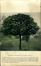 1880s COLOR BOTANICAL PRINT Catalpa Bungei or Umbrella Tree Chinese Origin