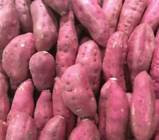 3 LBS Fresh Japanese Murasaki Sweet Potatoes Fresh Yam Root Free Shipping