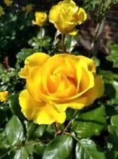 CUTTINGS YELLOW ROSE FRESH UNROOTED PORTULACA PLANTS LIVE GRANDIFLORA DIAMOND