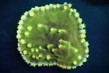 Beautiful Yellow Scroll Coral, Home Grown, WYSIWYG