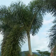 Foxtail Palm tree 2 Fresh Seeds plant for the Garden