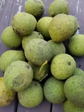 4 lb BLACK WALNUTS In Green Shell / Hull Organic PA Grown Crop for Tincture etc