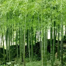 Moso Bamboo Seeds - Fresh Giant Bamboo Seeds for Planting - High Germination