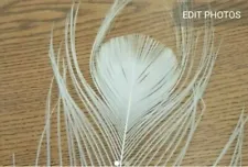 Single Natural White Peacock Tail Feather