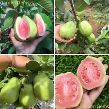 Apple Guava GUAVA PSIDIUM 50+ Seeds | Fresh Guava Plant Seeds Garden Fruit Seeds