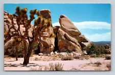 California CA Joshua Tree National Monument Desert Scene Vintage Postcard