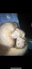 Ferrets