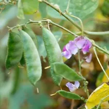 hyacinth bean seeds for sale