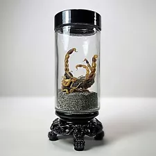 X4 Scorpions in Jar, Curio Jar, Oddities Curiosities Decor, Mesobuthus martensii