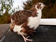 12 SELECT MIX Color SUPER Jumbo Coturnix Quail Hatching Eggs