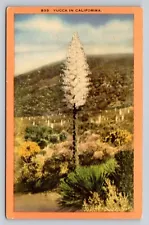 Yucca In California P483