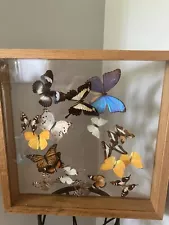 Large Butterfly Taxidermy Display Piece Between Glass And Framed 70s 17”x17”