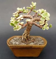 variegated jade plant for sale