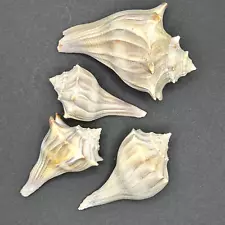 Whelk Shells Knobbed LIghtning 2-3 inch Cream White Lowcountry SC Lot of 4