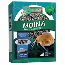 Moina Macrocopa Eggs (Water Flea) Live Fish Food for Hatching and Culture