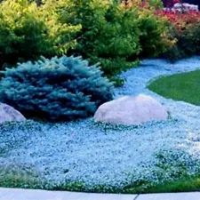 Creeping Thyme Seed 300 Light Blue Rock Cress Seeds Thymus Serpyllum Organic