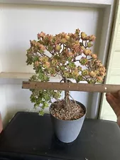 Bonsai Tree Aeonium kiwi Tree Live Plant