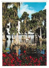 Vintage Florida Chrome Postcard Cypress Gardens Trees Moss Boat Azaleas