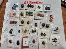 61 Mixed Beetles Coleoptera Insect Collection Entomology