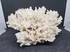 Natural White Lettuce Leaf Coral Over 2lbs, 11" Nautical Ocean Maritime Decor