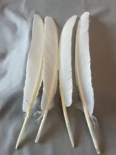 12 grade #1 turkey primary wing feathers "white"