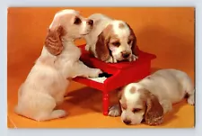 Postcard American Cocker Spaniel Dog Puppy piano 1977 Posted Chrome