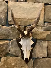 ROE DEER EUROPEAN MOUNT SKULL WITH ANTLERS GERMANY TROPHY, TAXIDERMY, HUNTING❤️