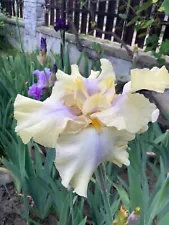 Iris 'Mary Contrary' (Frederick Kerr, R. 2013).Tall Bearded Iris 1 rhizome