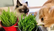 US Seller Cat Dog Grass Seeds, Super Sweet OatGrass Seeds, Best gift for Pets