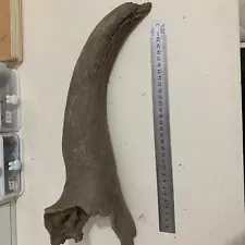 1600 grams of horn fossils from the Ice Age