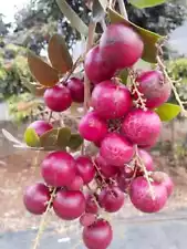 Grafted LONGAN RED RUBY Tropical fruit tree 3-4ft