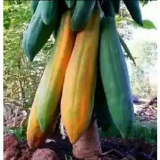 Kingsland Papaya 150+ Seeds Carica papaya L Giant Papaya