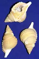 Distorsio reticulatus ~Triton Shell 1-1/2"-2"~Craft Seashell (1 Shell)