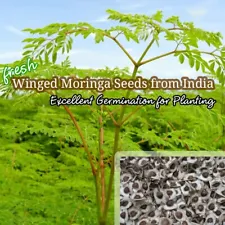 1 lb-1600 Moringa Seeds for Planting | Non-GMO | Fresh from India Wingless