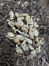 20 Seeds Sprouted Sumatra Wild Coffee Robusta Coffee Seeds For Planting