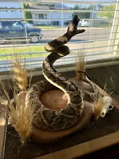 eastern diamondback rattlesnake for sale