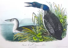 Audubon 1st ed Octavo GREAT NORTH DIVER - LOON Birds of America 1840 original