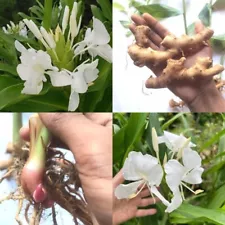 White Butterfly Ginger Hedychium Coronarium Bulbs Fragrant Hummingbirds Plant