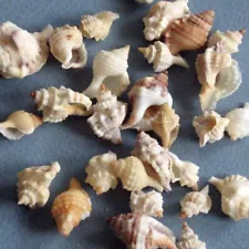 Cymatium Species Bahamas Seashells Miniature Assortment