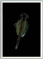 Mono Brine Shrimp Postcard