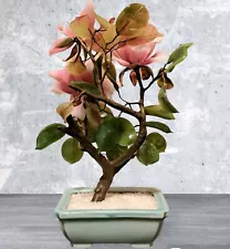 Baby Jade Plant Money Tree Luck Plant Pink Green Yellow Approx 8" Tall Base 4" W