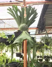 Staghorn Fern spore Platycerium grande 2000 - 3000 spore + FREE CERTIFICATE