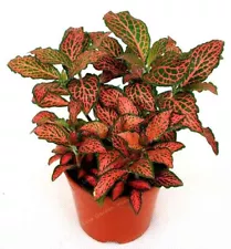 Red Fittonia Verschaffeltii Plant Seeds For Easy Planting Indoor Potted Plants