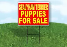 sealyham terrier for sale