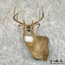 #29070 P | Whitetail Deer Taxidermy Wall Pedestal Shoulder Mount For Sale