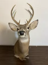 Taxidermy Whitetail Deer Shoulder Mount 8 Point Buck Real Antlers